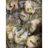 Cookies con pepitas de chocolate Formato ahorro 1kg